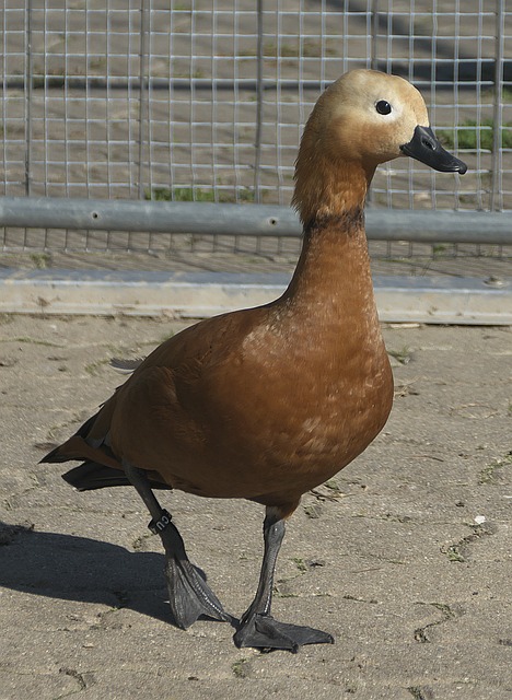 日期